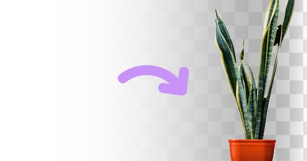 retirer le fond blanc d'une image de plante